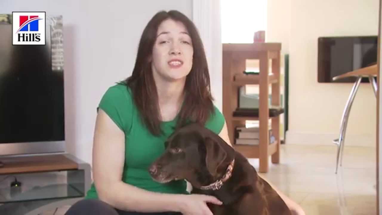 Hill's™ UK & IE:  Dog Body Condition Score (BCS): How to find out your Dog's BCS