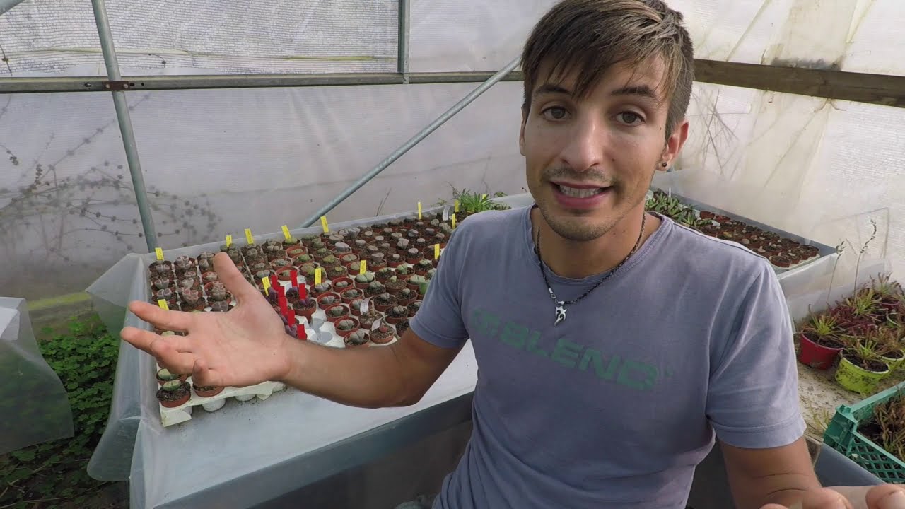 Crecimiento y división de LITHOPS