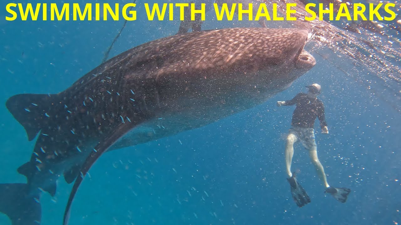 Swimming With Whale Sharks in Oslob - Cebu