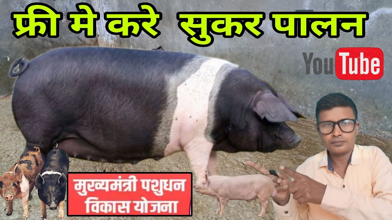 suar Palan  2025 | फ्री मे सुअर पालन कैसे करे | Pig Farming Pashudhan Yojana  Online Apply |