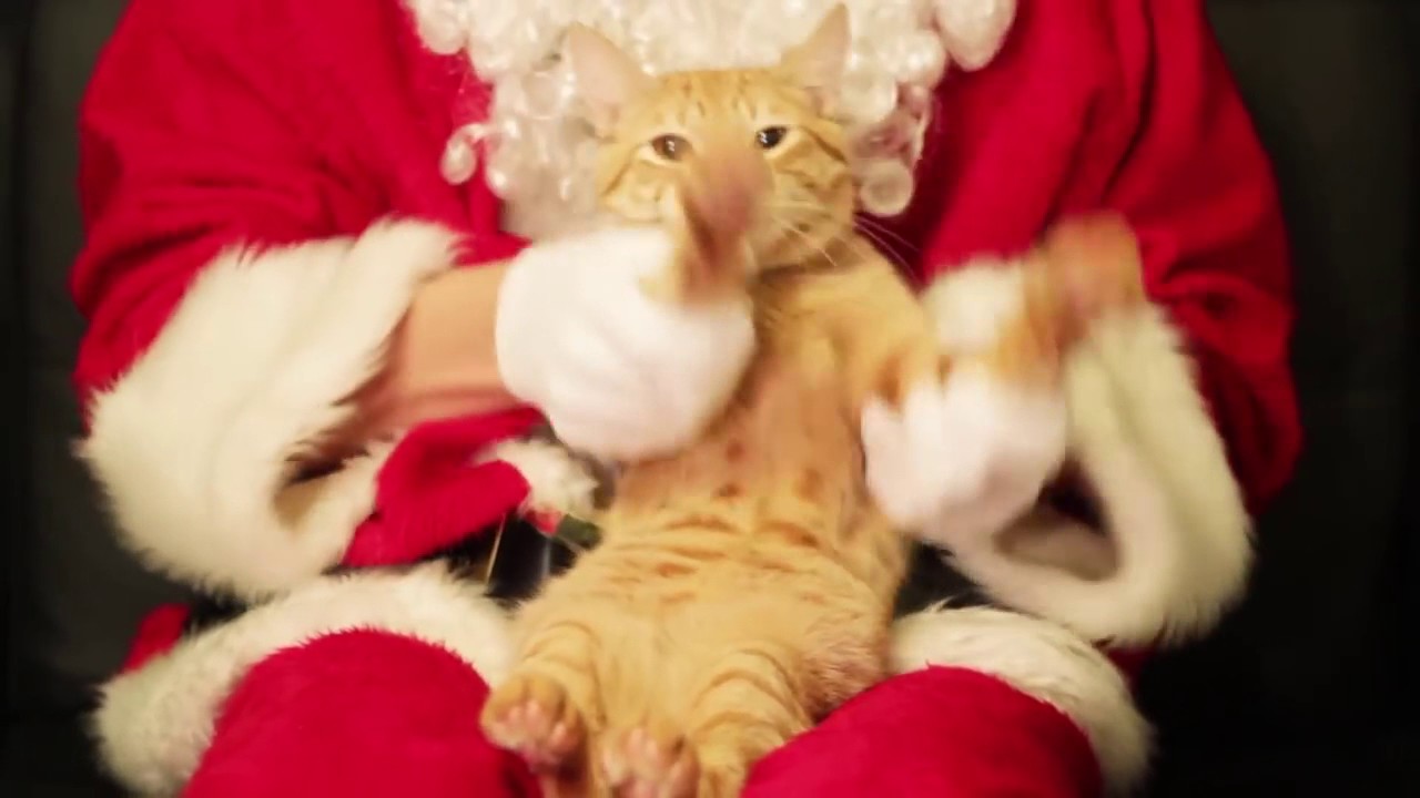 Dubstep Cat Christmas