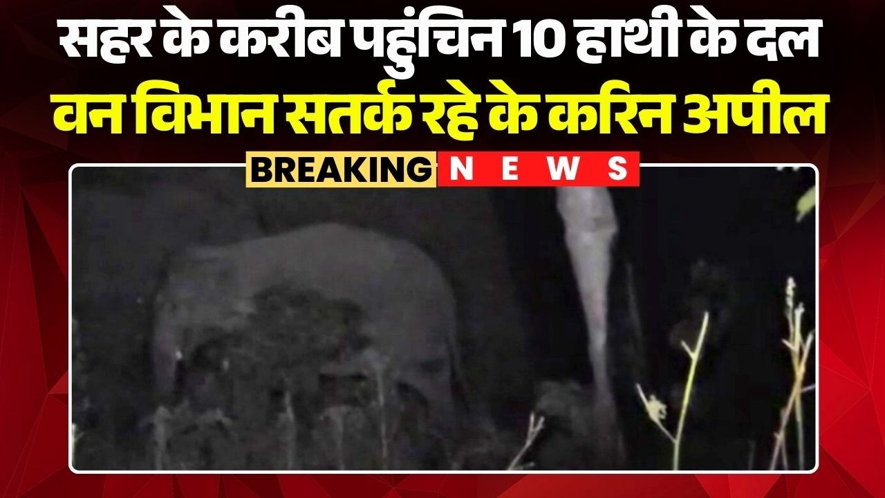 Pathalgaon News: सहर के करीब पहुंचिन 10 हाथी के दल | वन विभान के लोगन ले सतर्क रहे के करिन अपील