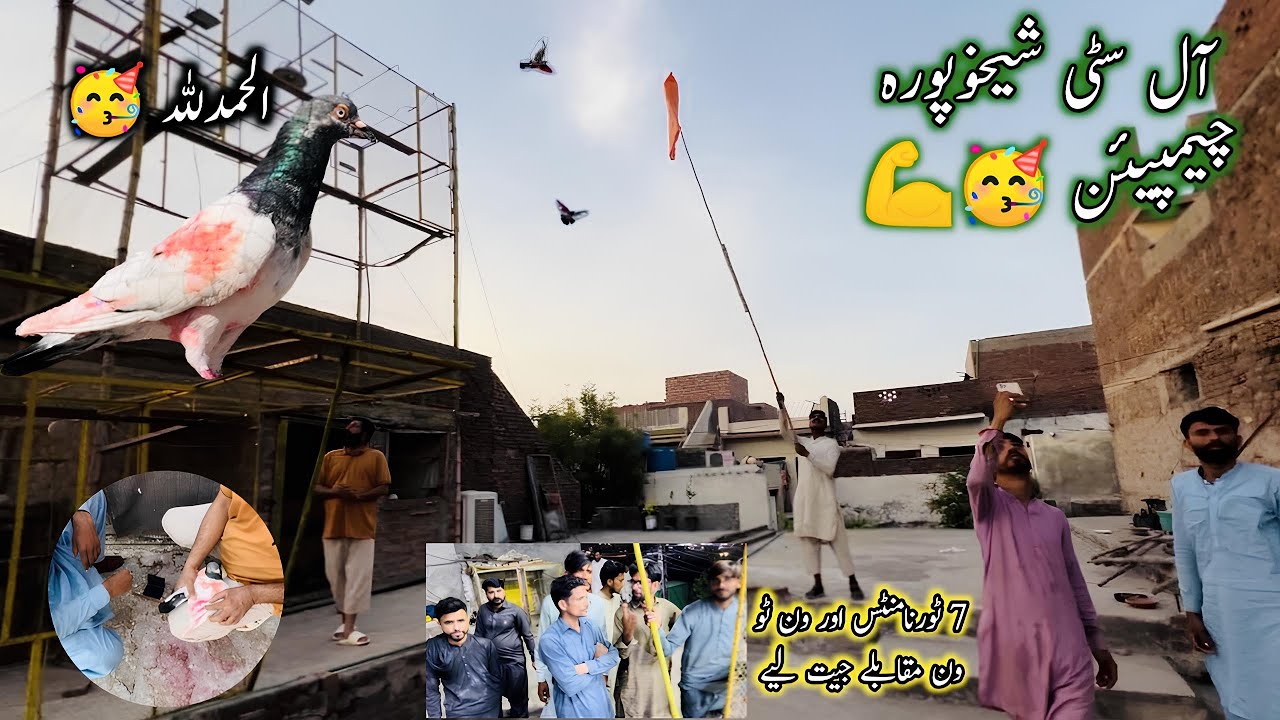 All City Sheikhupura 7 Tournaments Ustaad Gee Ne Jeet Liye 💪🥳🥳 | Sheikhoo Pigeons Club