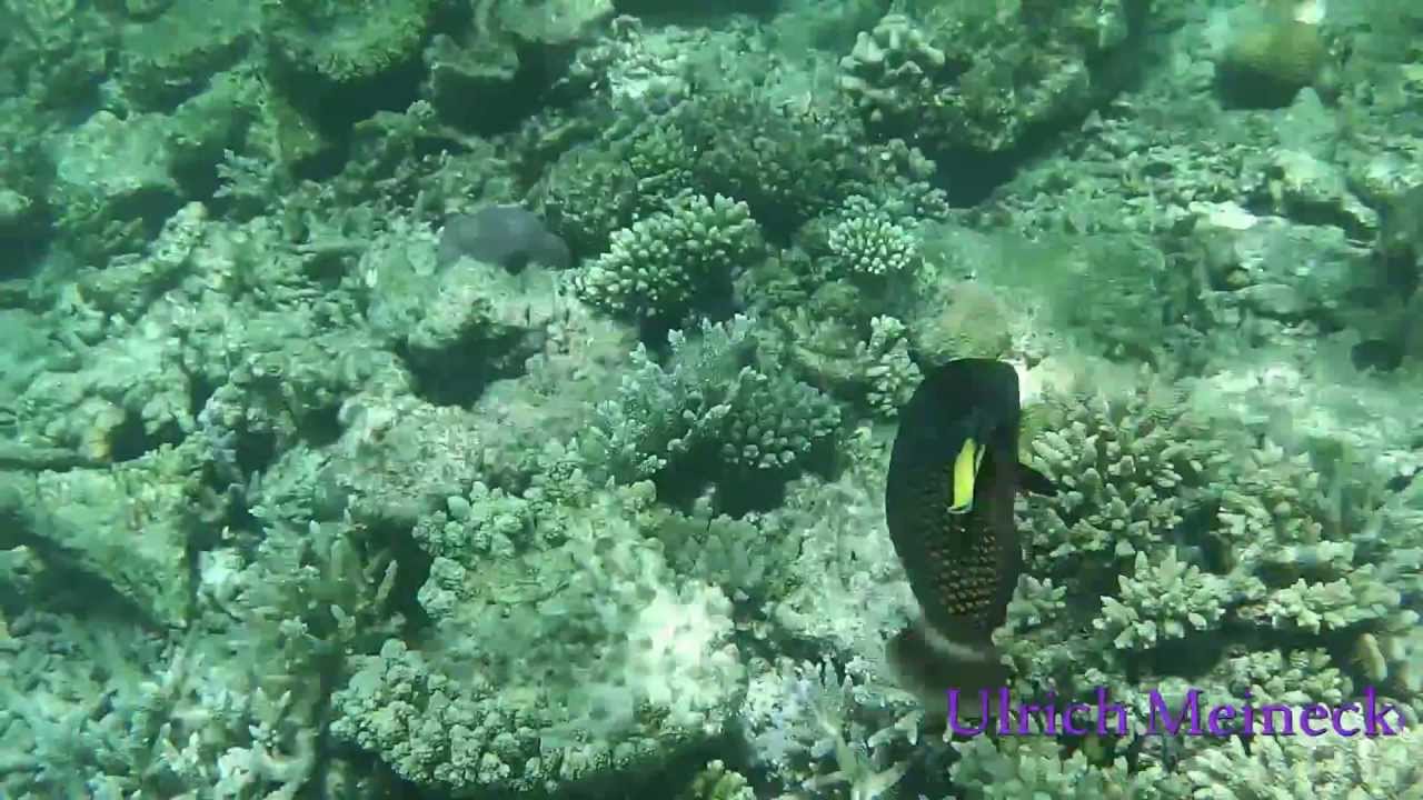 Maldives-Psychocleaner-Cleaner wrasse-Labroides bicolor-Putzerfisch in Aktion
