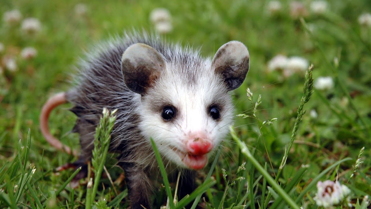 Mycrittercam is live! Opossum's and Raccoons!