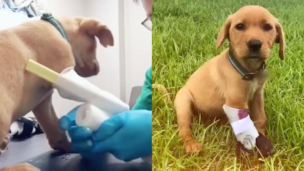 Puppy With Limb Difference Gets Prosthetic Leg