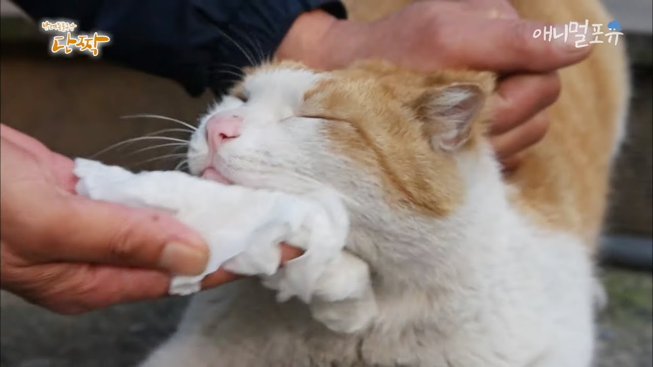 [동물다큐] 할아버지만 졸졸졸 따라다니는 우리 동네 길냥이들｜할아버지의 이중생활 (1/4) , KBS 150615 방송
