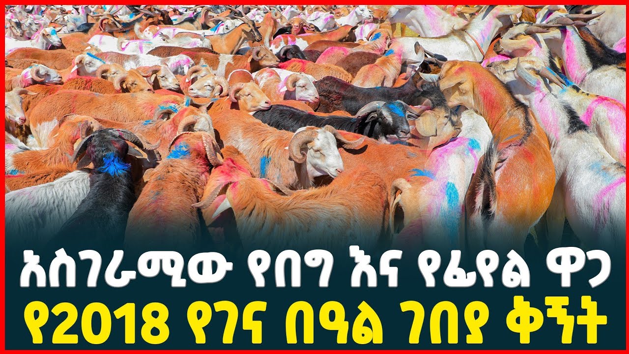 አስገሪሚው የበግ እና የፊየል ዋጋ | የ2018 የገና በዓል ገበያ ቅኝት | Holiday market review | Ethiopia