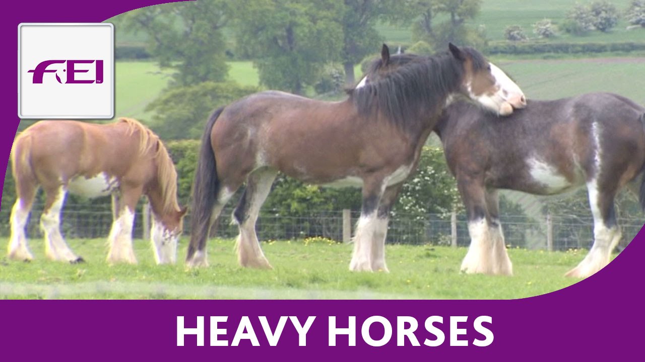 Heavy Horses - FEI Equestrian Snapshots