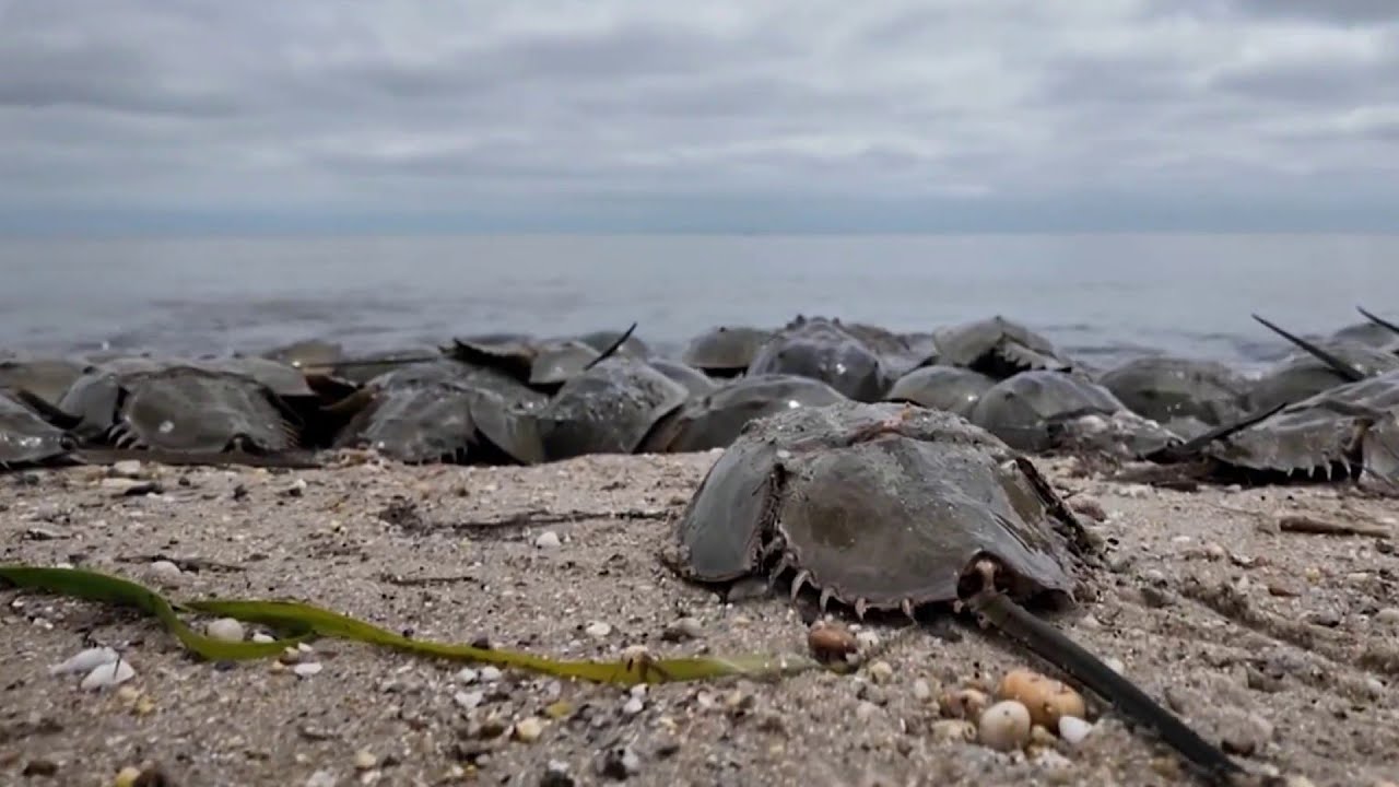 Horseshoe crabs return to Delaware Bay beaches to continue 540-million-year mating tradition