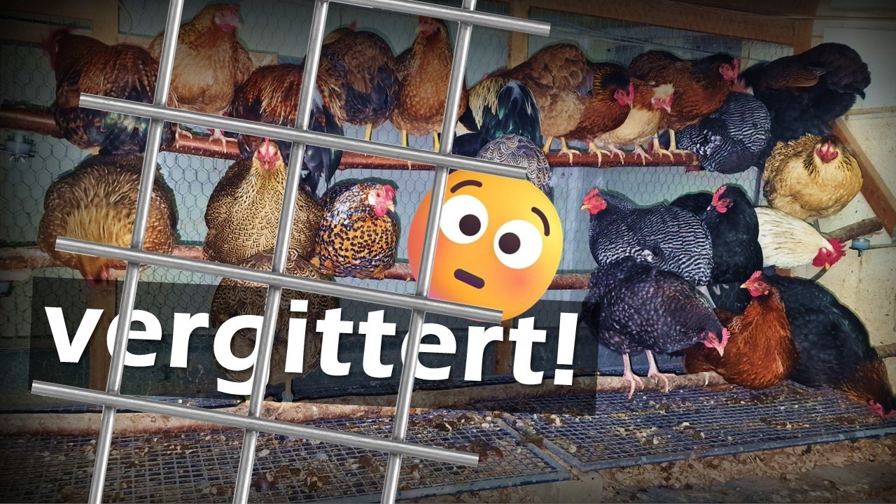 Wir stellen um auf GITTERhaltung 😳 #H&uuml;hner 140