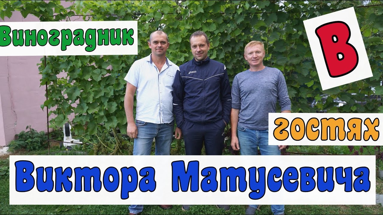 Виноградари Беларуси. В гостях у Виктора Матусевича .д. Лукаши.