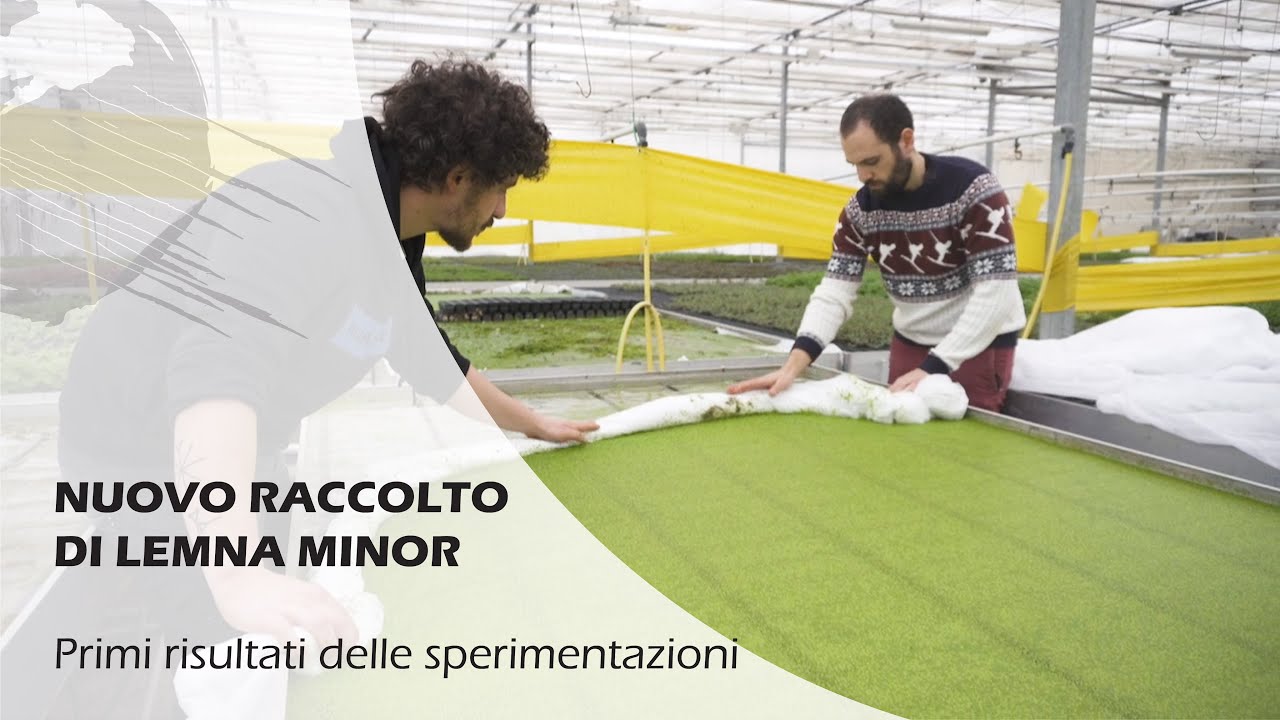 LEMNA MINOR: dopo 14 giorni, i primi raccolti delle sperimentazioni