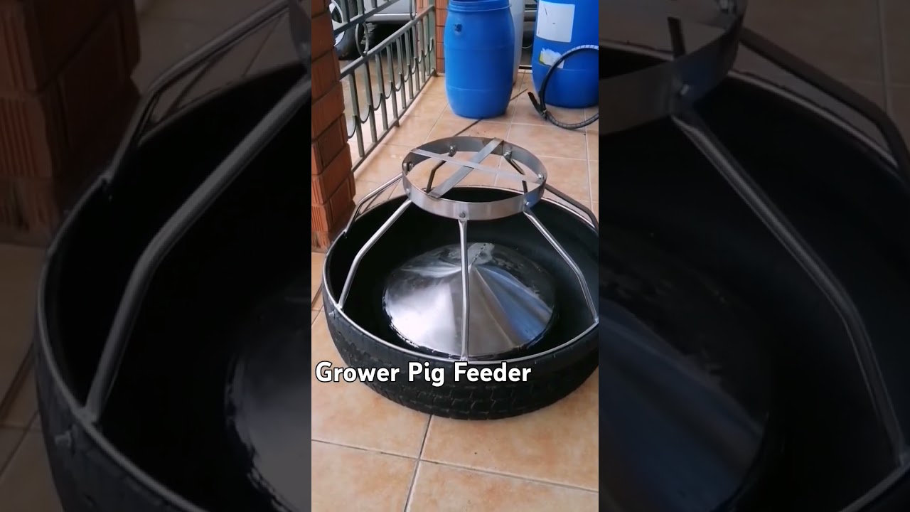 Grower pig feeder made from tyre. #pigs #pigfeeder  #pigfarming #kampalapork #piggery #feed #Uganda
