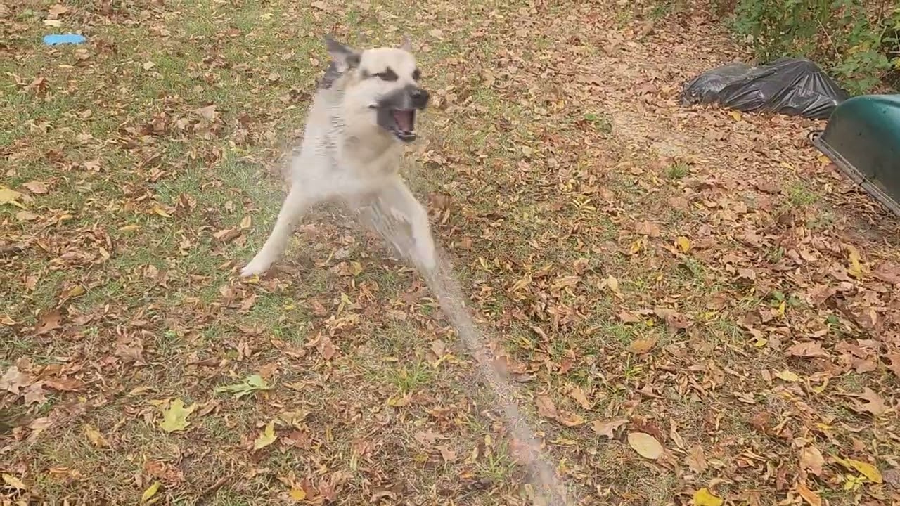 Rocket enjoying a fall 2025 rinse after some creek time 