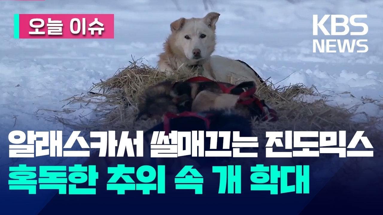 [오늘 이슈] 알래스카에서 썰매끄는 진도믹스&hellip;혹독한 추위 속 개 학대 / KBS 2023.08.25.