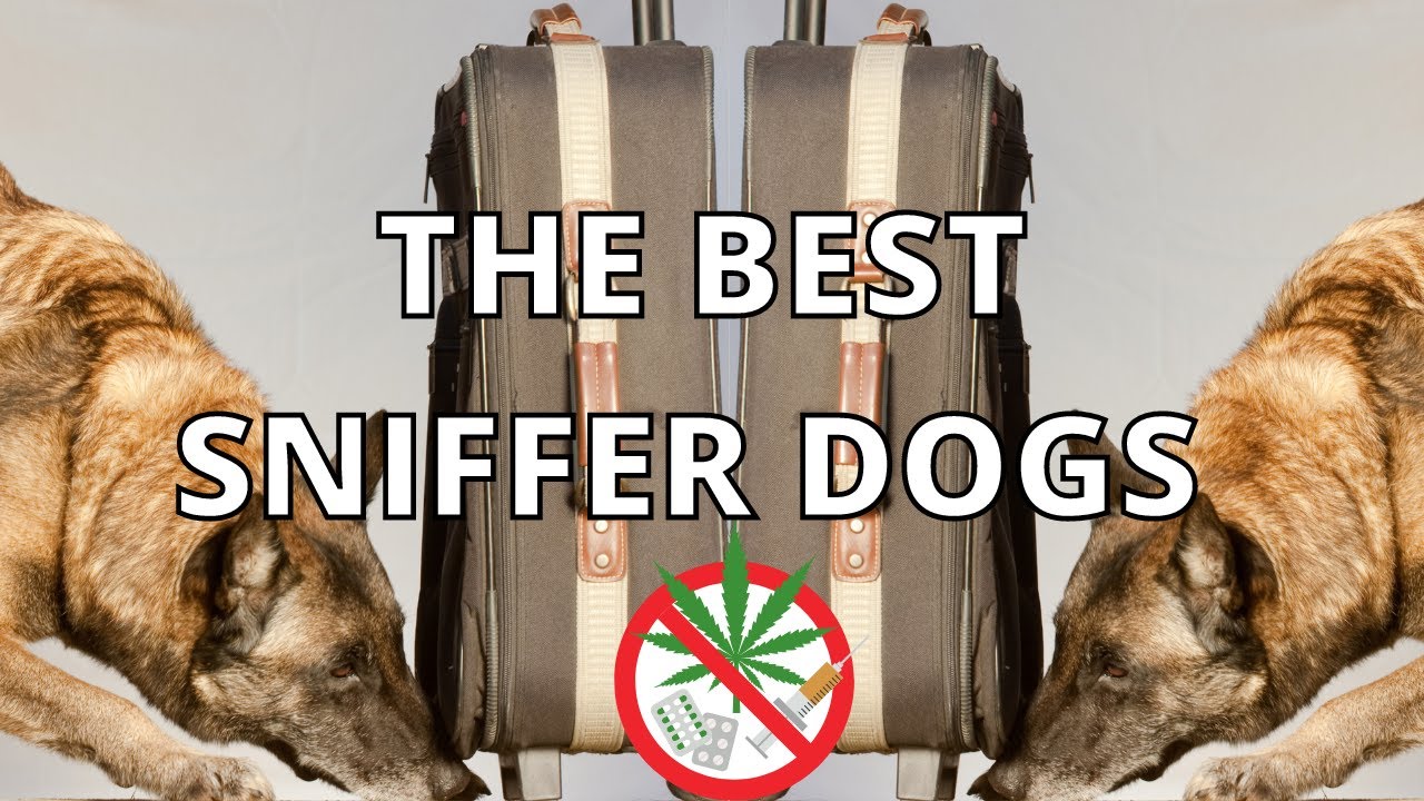 THE 10 BEST SNIFFER DOGS