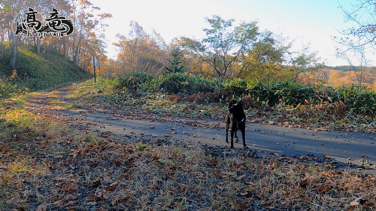 北海道甲斐犬単独猟羆撃ち「八日目」8/9