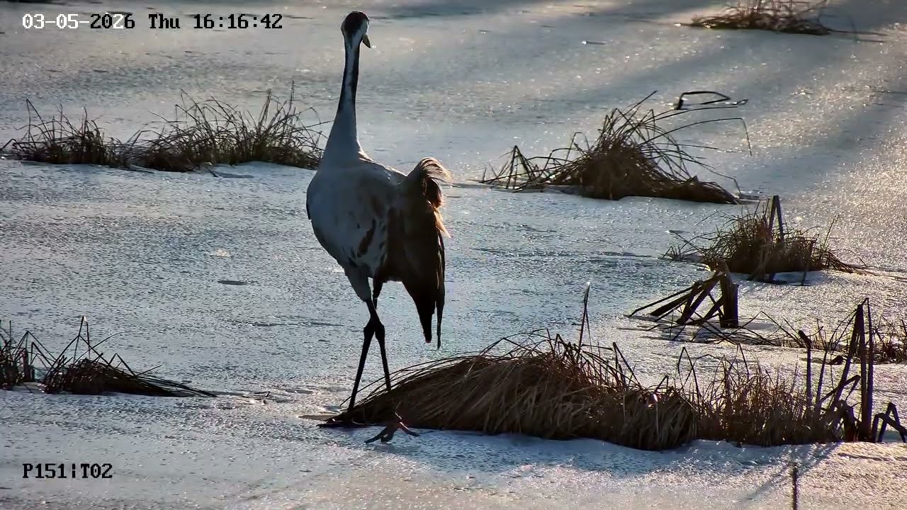 Gniazdo żurawia. Harce żurawia na lodzie. Druga wizyta na zamarzniętym bagienku.