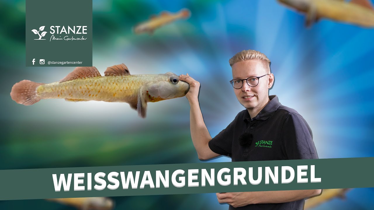 Weißwangengrundel im Aquarium