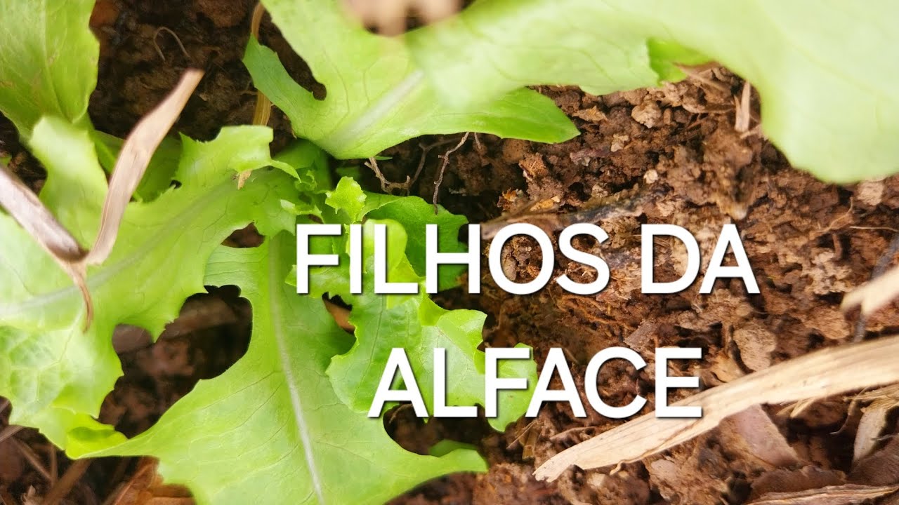 "Plantar  ALFACE da ALFACE  e colhendo sementes "