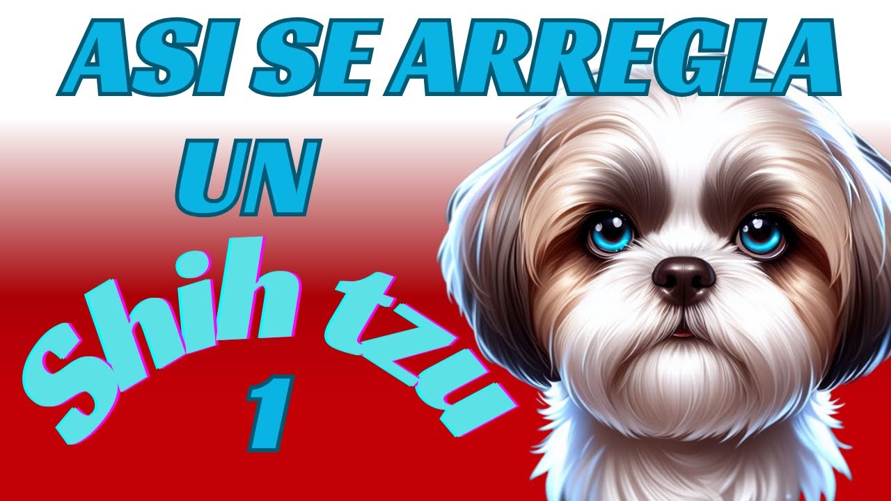 ¿Cómo arreglar un Shih tzu?  Parte 1