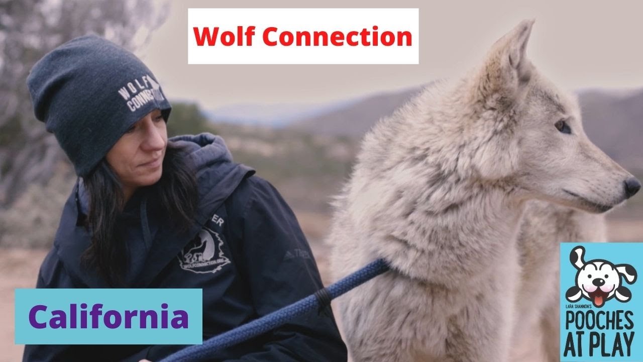 Wolf Connection - Wolf Sanctuary, California