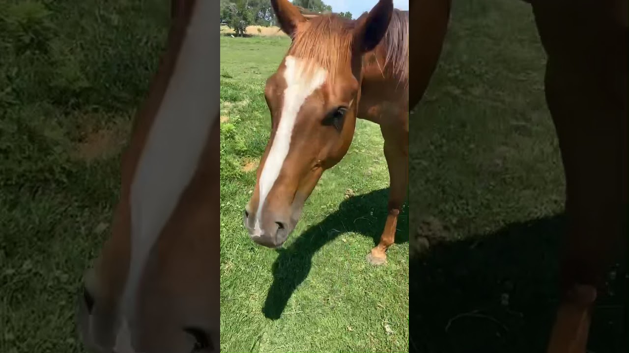So a horse walks into a bar. The bartender asks, &ldquo;why the long face?&rdquo;