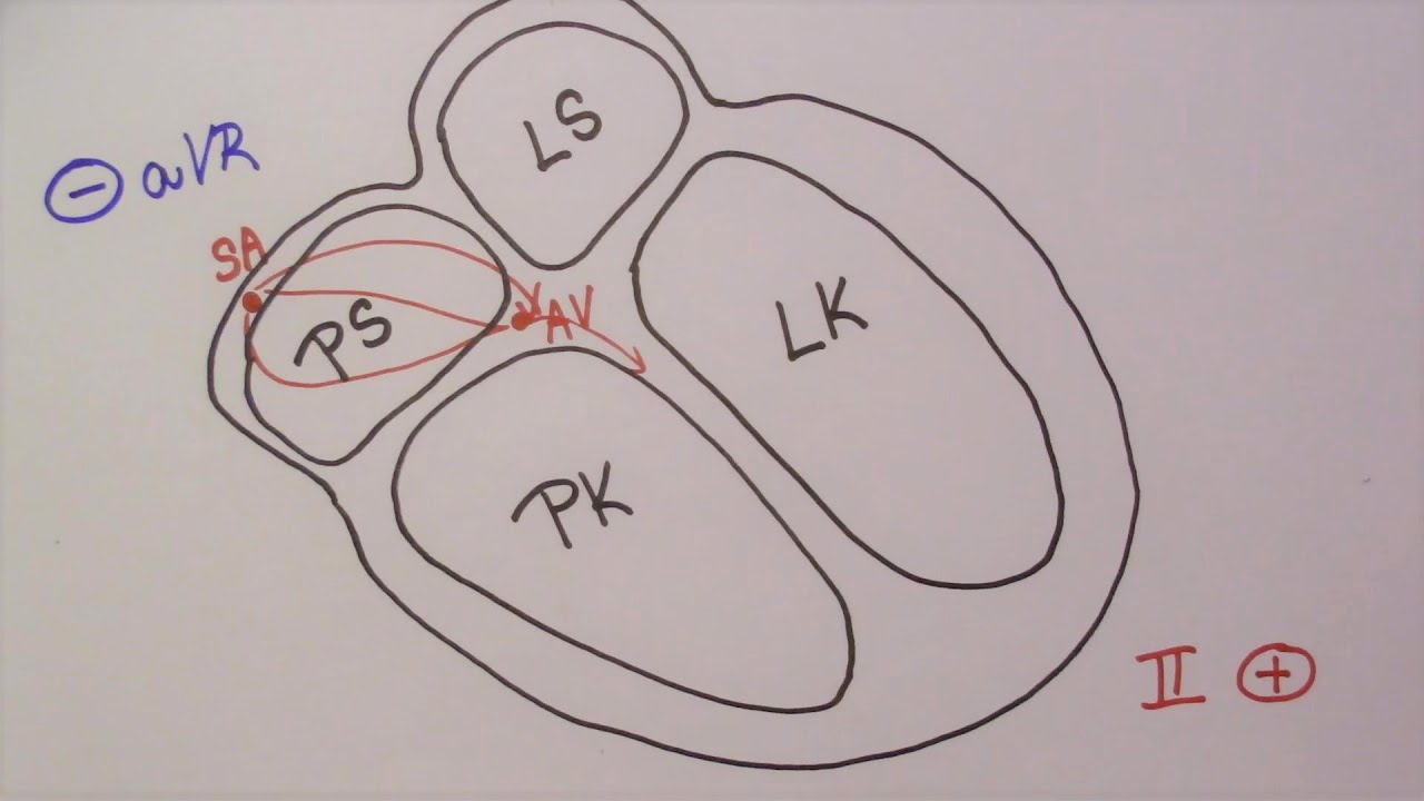 EKG desatero - 1.díl