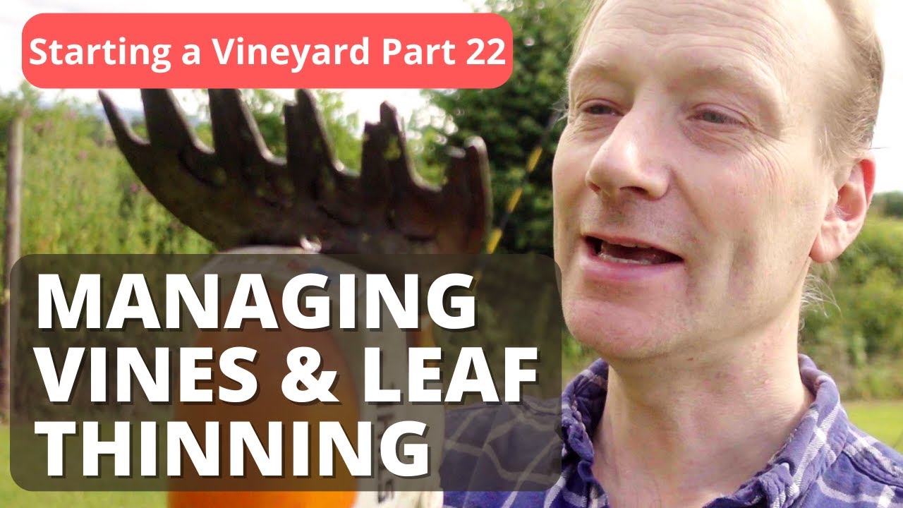 The ONLY Vineyard Leaf Thinning Tool You Need!  Leaf Management part 2