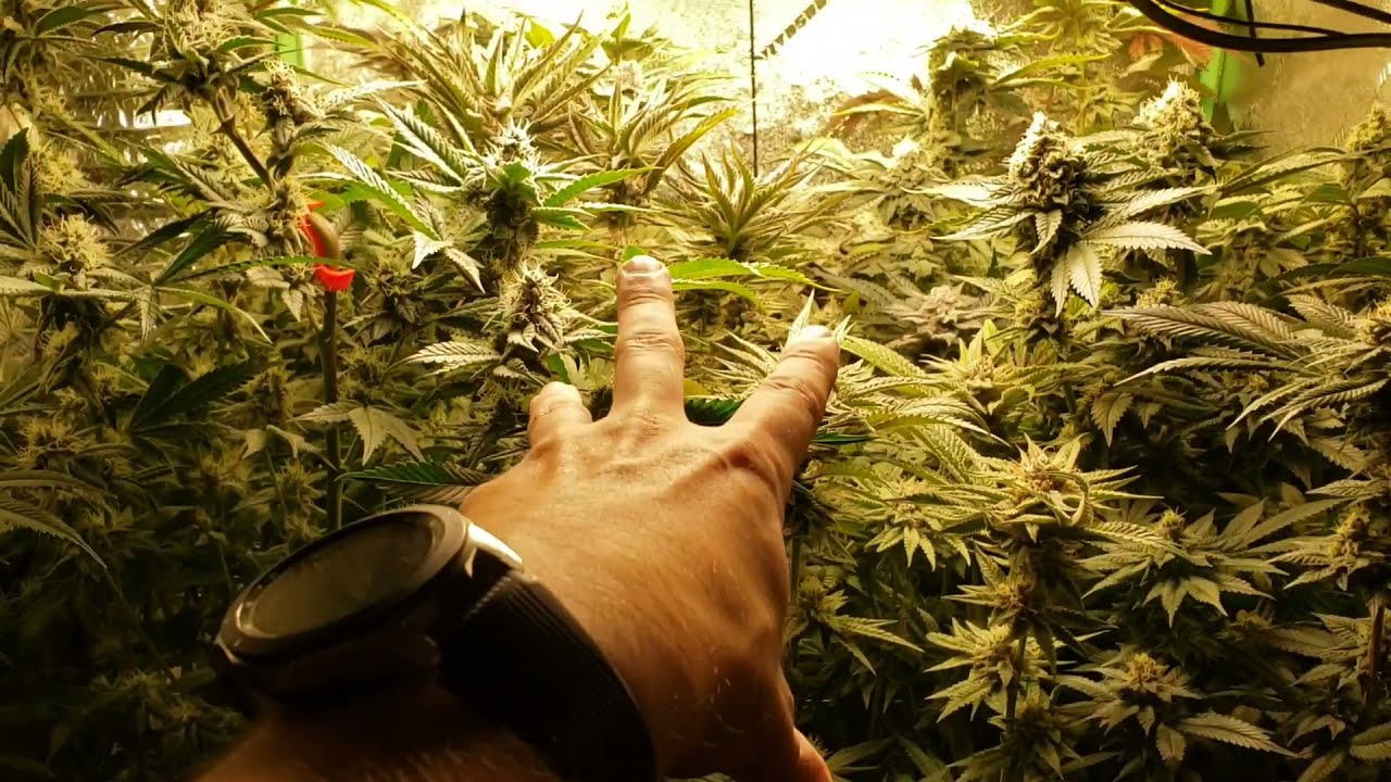 Week 6 of flower - Bahama Peel, grape Spodie, and Grape Cream Cake