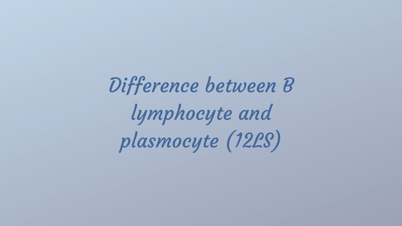 The difference between B lymphocyte and plasmocyte