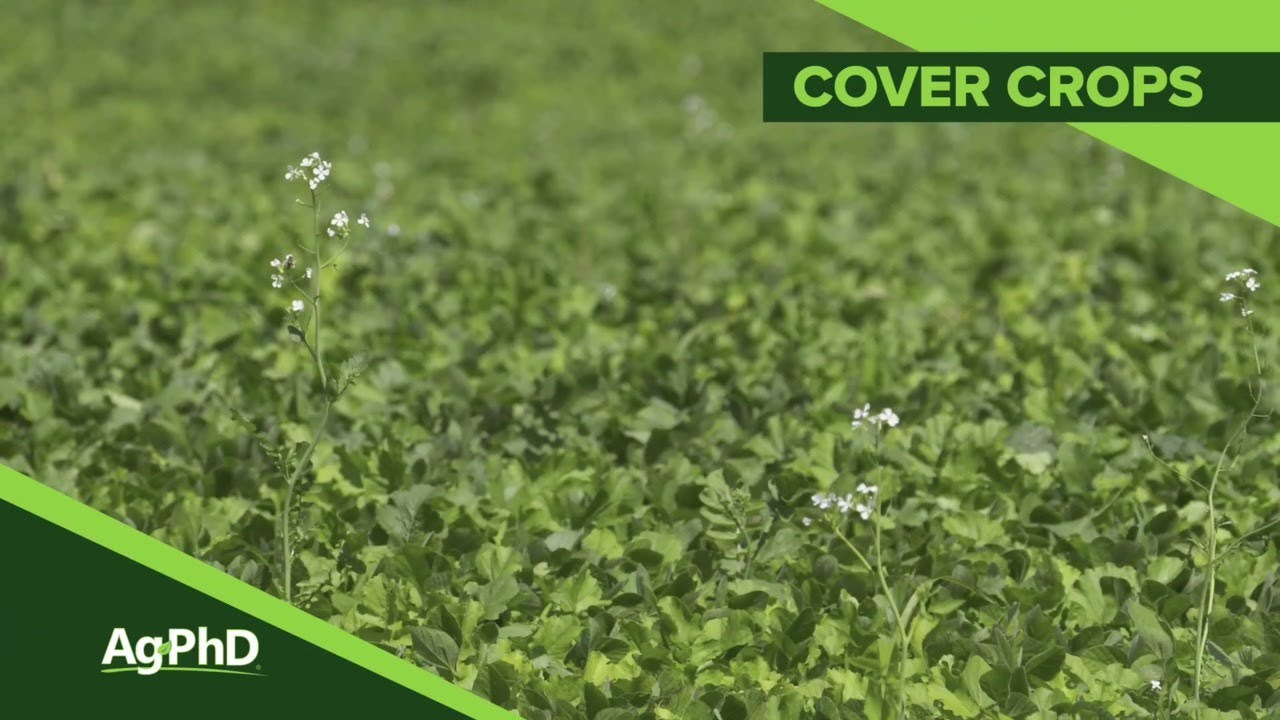 Cover Crops (From Ag PhD Show #1106 - Air Date 6-16-19)