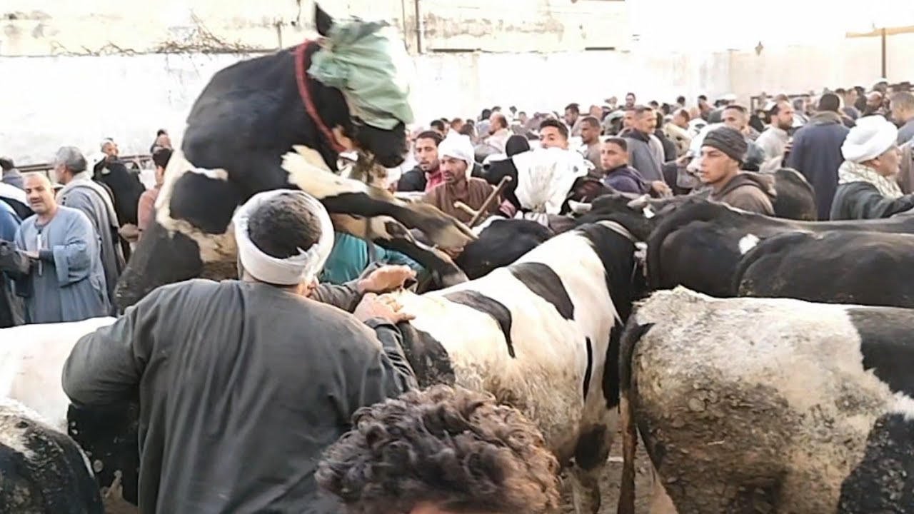 اسعار العجول الذكوره اللحم البقري في سوق دمنهور العمومي للمواشي يوم 27/12/2025