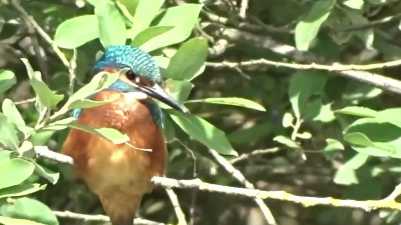 ijsvogel