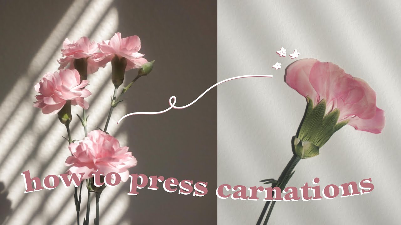 How to press carnations (super simple!) | The flower of love and fascination | How to press flowers