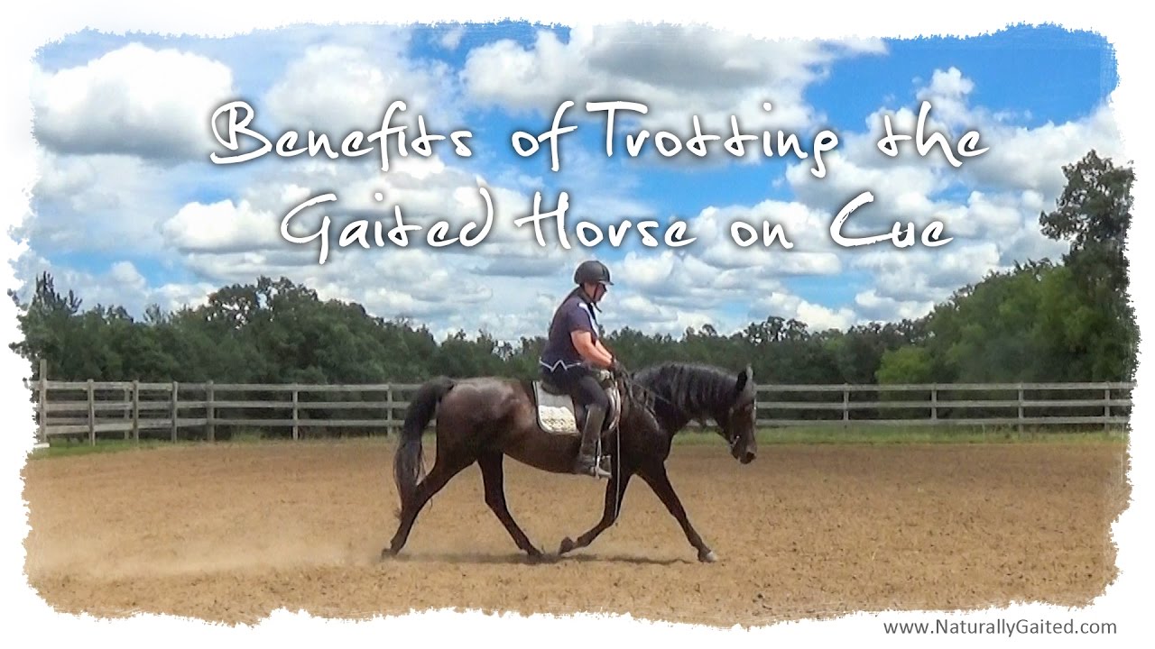 Why Trot a Gaited Horse #tennesseewalkinghorse