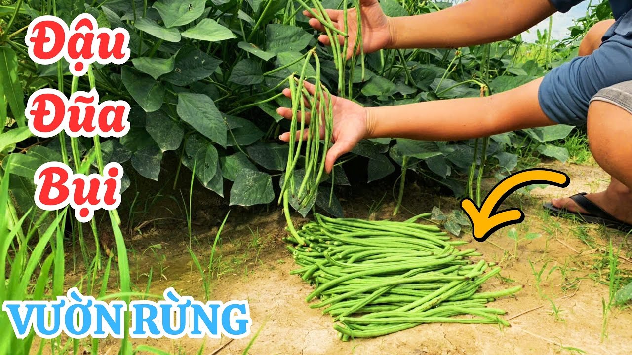 Vườn Đậu Đũa Bụi Sai Quả Sau 30 Ngày | Village life grows long beans and can eat forever #1