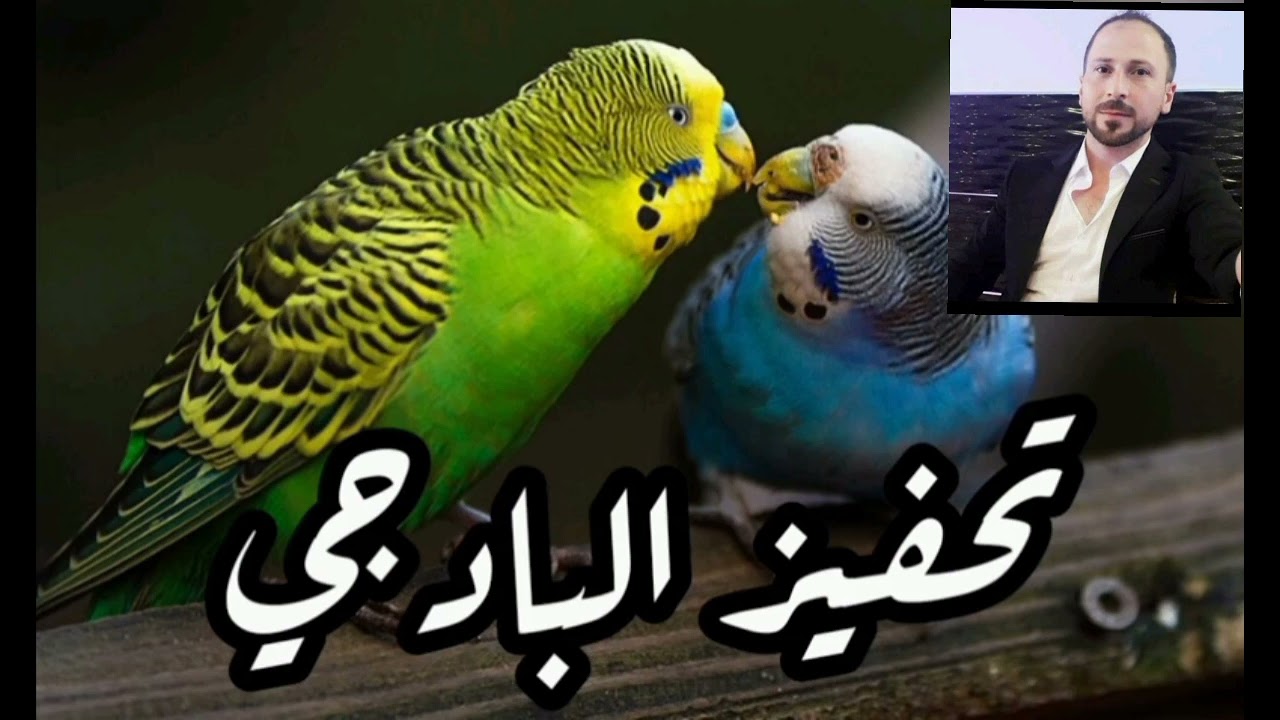 تغريد  البادجي ينتج بسرعة يسمع هذه الأ صوات وسينتج بسرعة