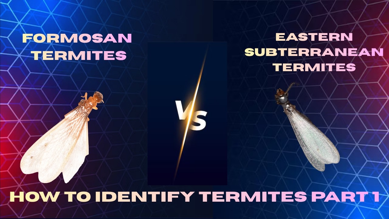 Termite Identification Guide Part 1 - Eastern Subterranean vs. Formosan