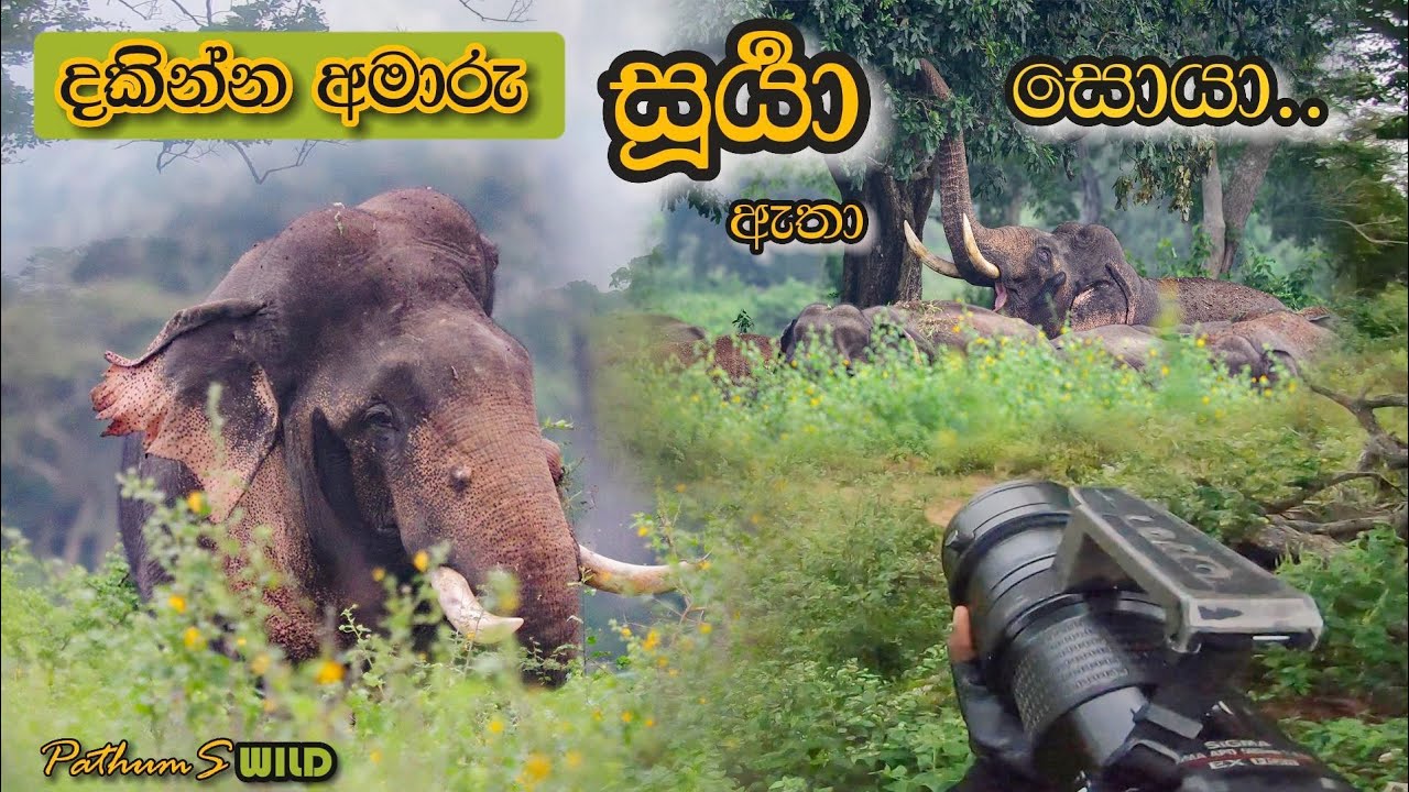 දකින්න අමාරු සූර්‍යා ඇතා සොයා ගිය හැටි | Photographing an Elusive Wild Tusker | Pathums WILD