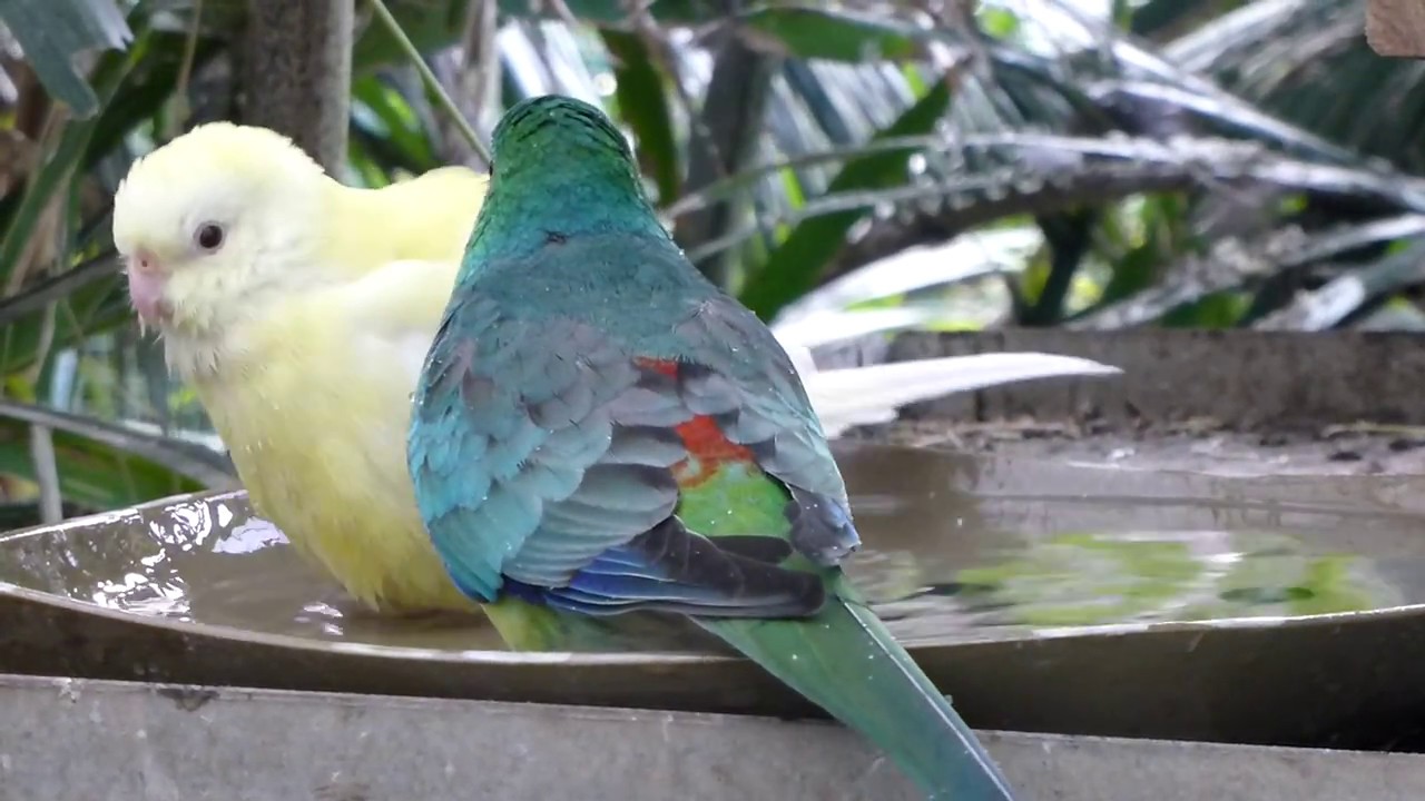 Red Rump Parrots Bathing