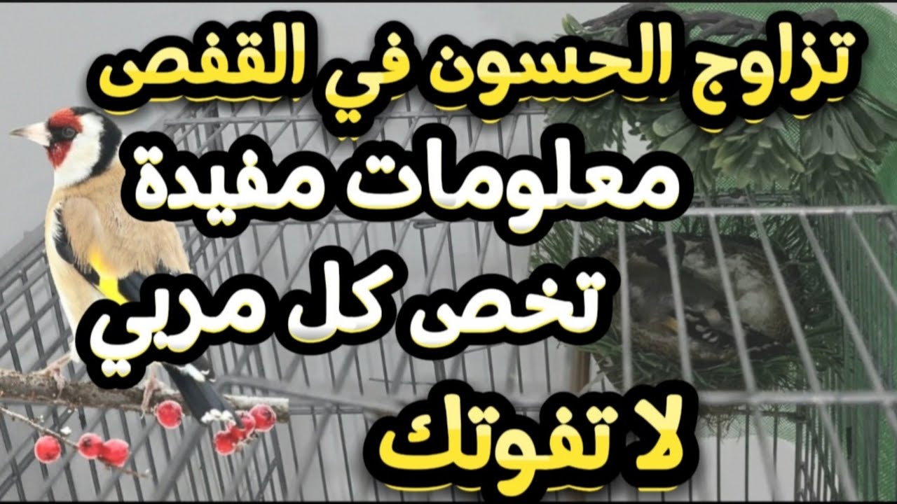 تزاوج الحسون في القفص | معلومات مفيدة تخص كل مربي|  