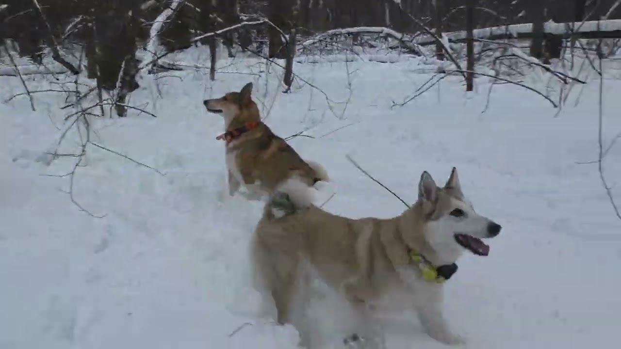 ДЕДОВСКИЙ СПОСОБ: Тропим куницу без следов с охотничьими байками