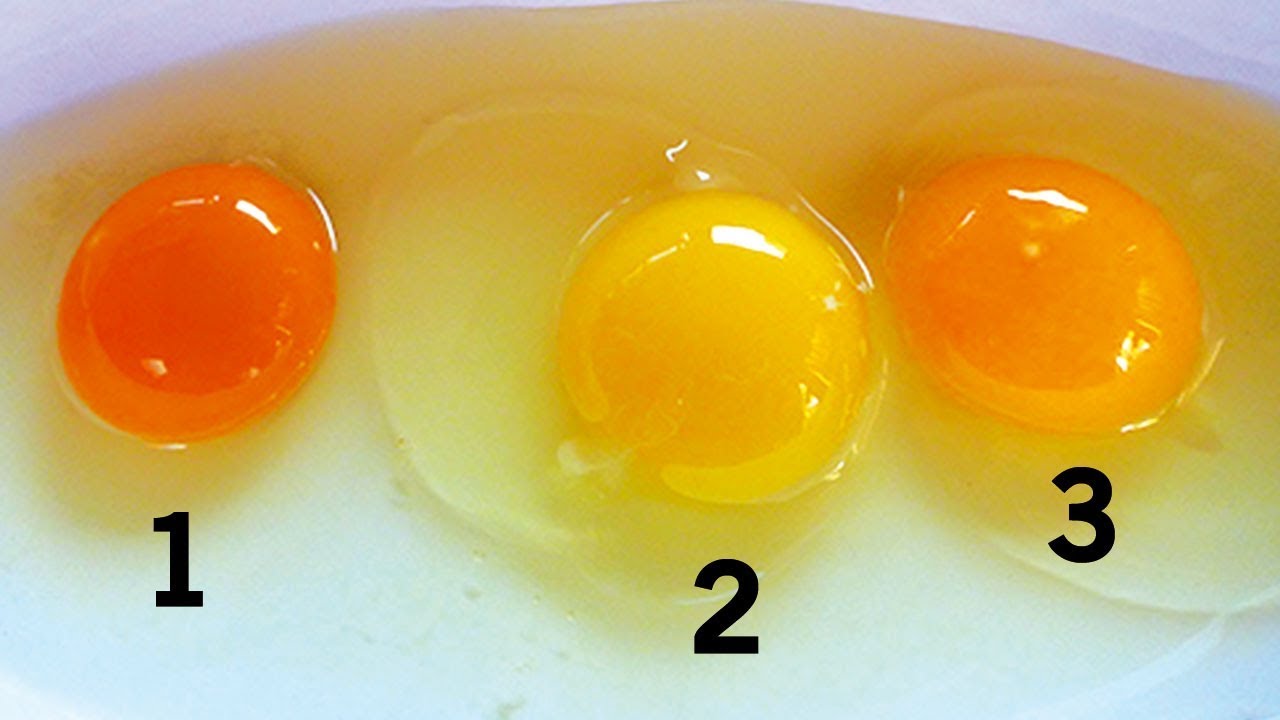 Schau, was f&uuml;r eine Bedeutung die Farbe des Eigelbs hat!