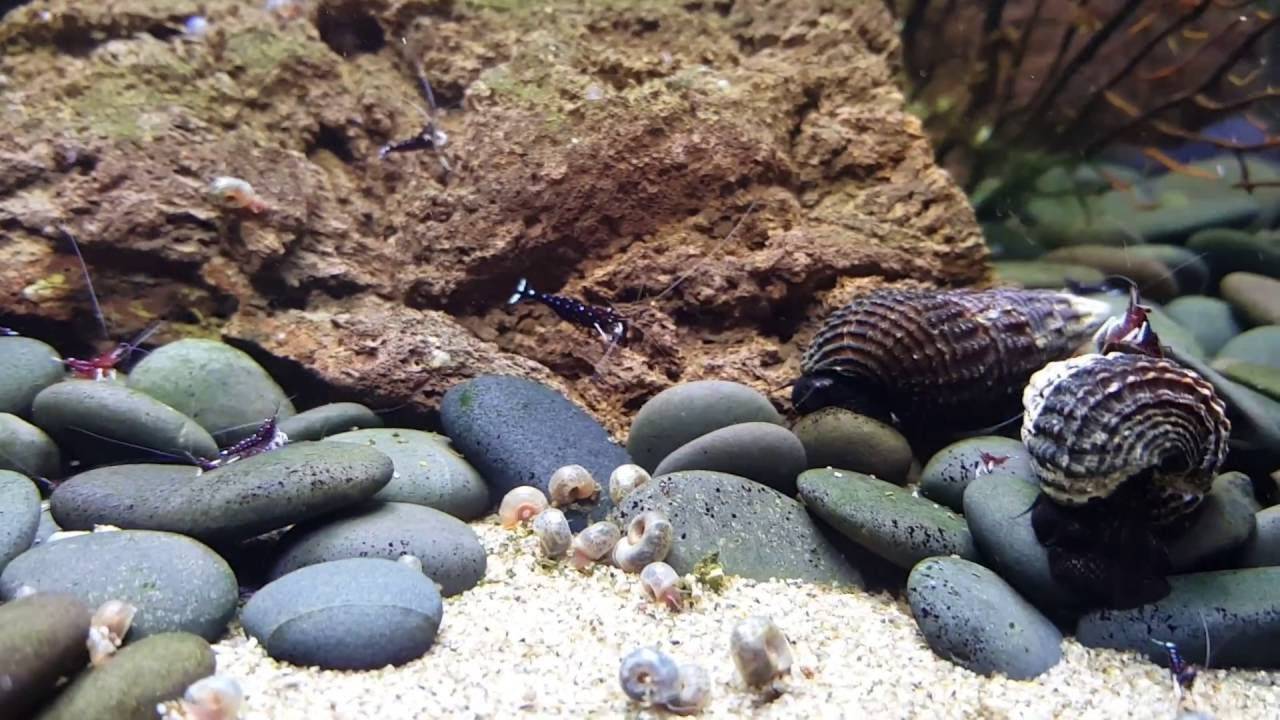 Cardinals Sulawesi Shrimp By Shrimp Corner