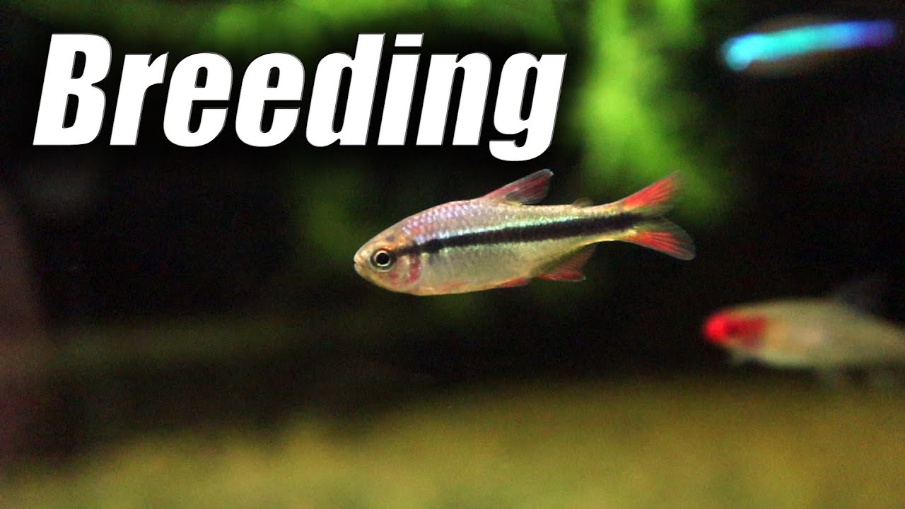 Imperial Lapis Tetra Breeding: a preliminary attempt