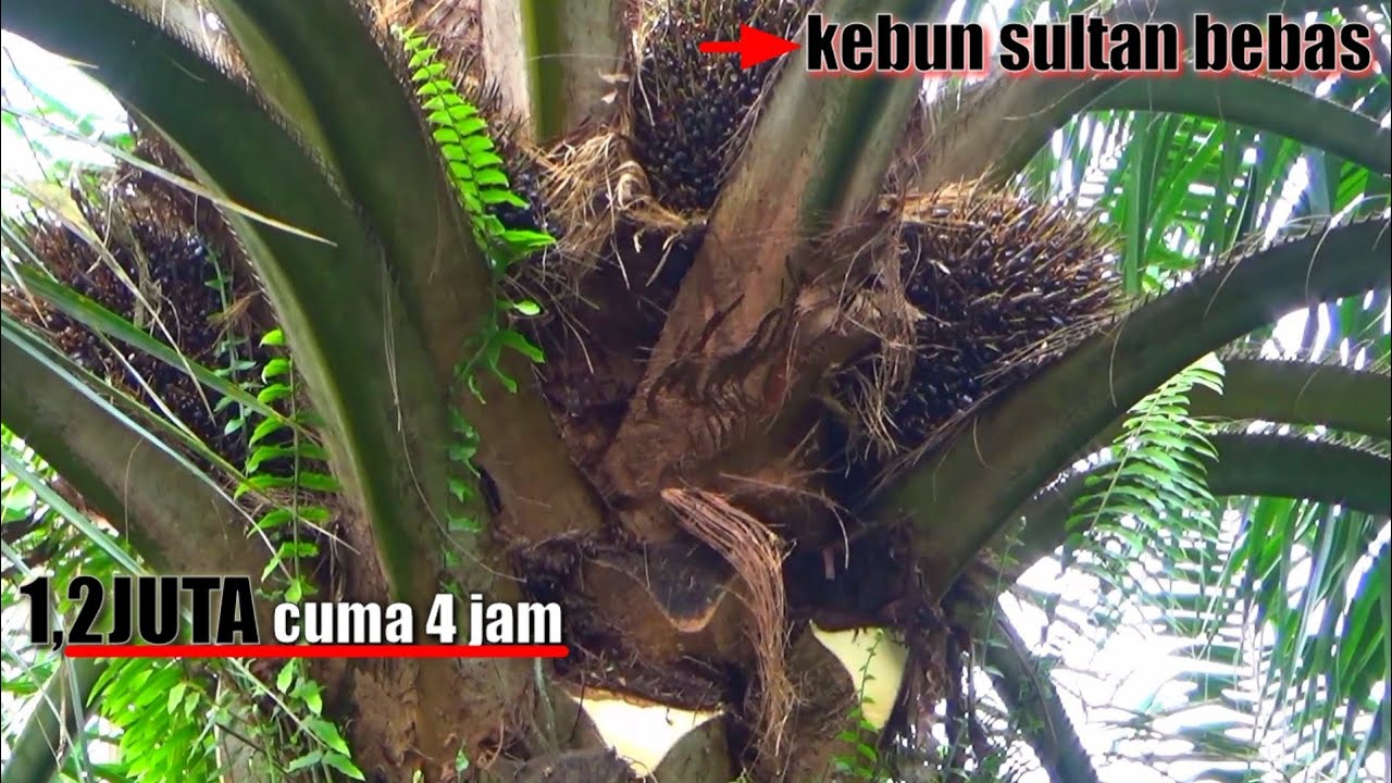 SEJARAH TERSENDIRI..!! BORONGAN PRUNING PALING CAIR || EGREK BARU REJEKI BARU