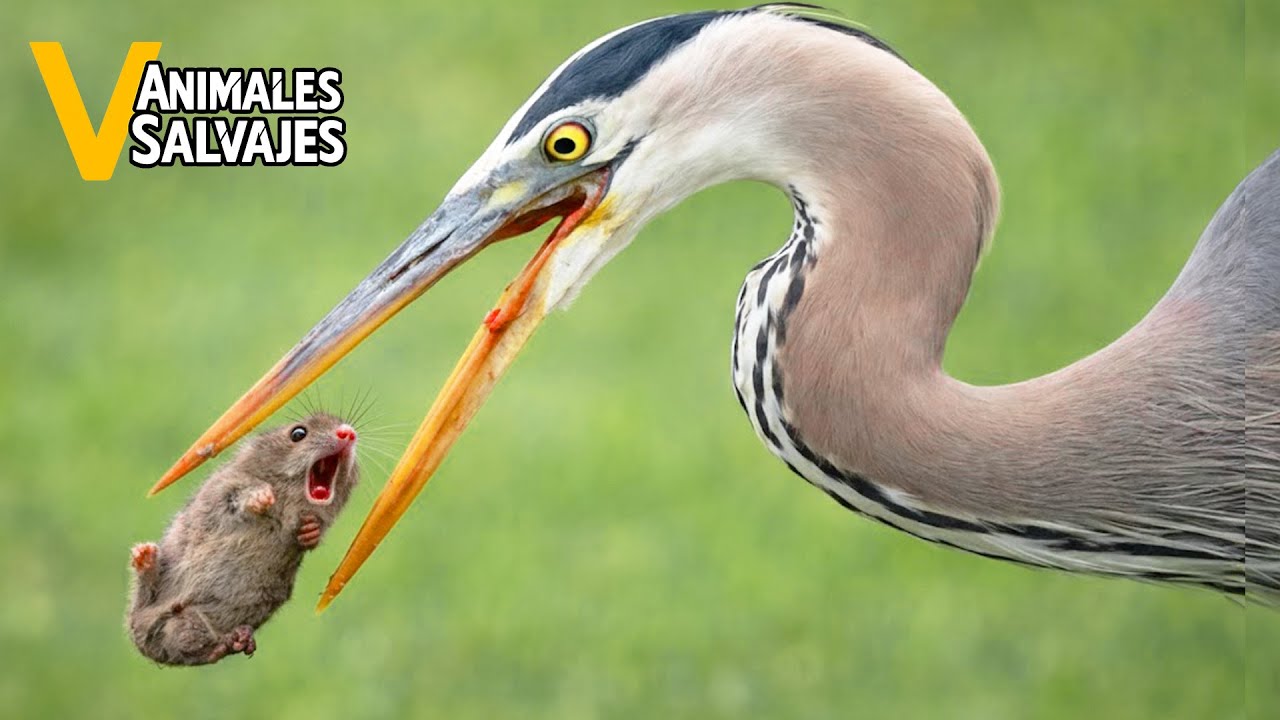 Los Ataques De Aves Rapaces M&aacute;s Asombrosos Jam&aacute;s Capturados En C&aacute;mara | Animales Salvajes