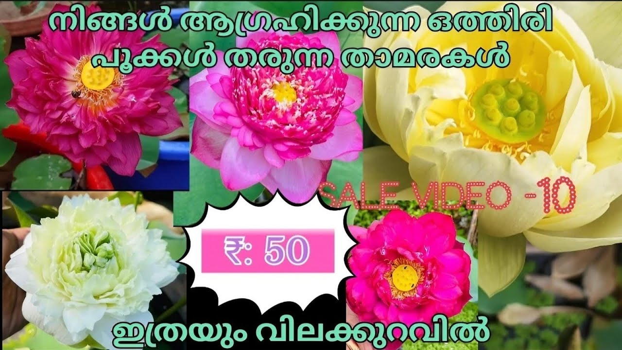 Lotus Tuber For Sale@mmgreenworld